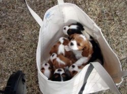 funny bag of puppies.jpeg