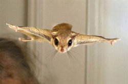 funny flying squirrel.jpeg