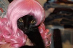 animals-in-wigs-346.jpg