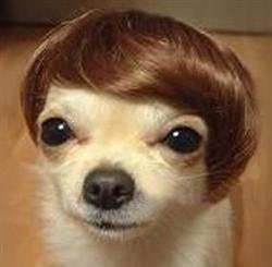 funny-toys-wig-for-pet-dog.jpg