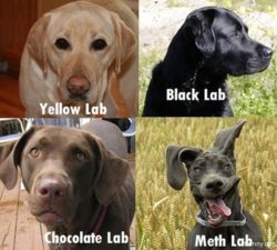 funny how to ID a meth lab.jpg