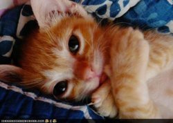 funny-pictures kitten hugz.jpg