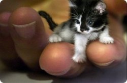 funny smallest kitten.jpeg