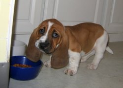 funny bassett hound pup.jpg