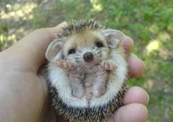 funny tiny hedgehog.jpeg