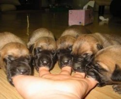 puppyhands.jpg