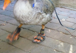 goose4.jpg