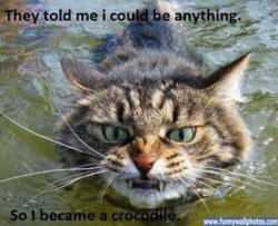 funny cat crocodile.jpg