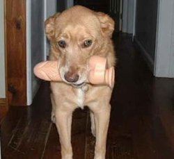 dildo dog.jpg