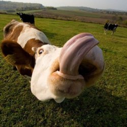 mooo.jpg