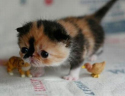 funny-cute-baby-kitten-playing-toys.jpg