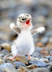 funny-cute-baby-bird-come-at-me-bro.jpg