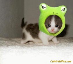 cute-kitty-frog-costume.jpg