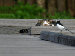 cat-that-loves-birds-as-friends-not-to-eat.jpg