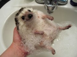 funny hedgehog.jpg