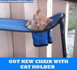 funny cat-holder.jpg