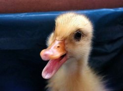 funny duck-faces-7.jpg