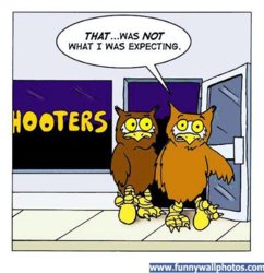 funny hooters.jpg