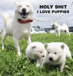 funny love puppies.jpg