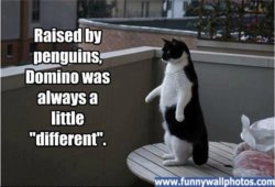 funny penguins.jpg