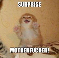 funny Surprise_Cat.jpg