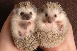 funny hoglets.png