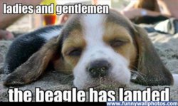 funny pu beagle.jpg