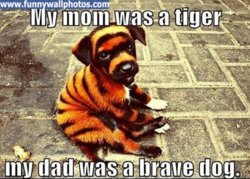 funny brave-dog.jpg