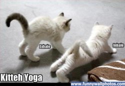 funny ki cat-yoga.jpg