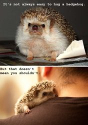 funny hedgehog hug.jpg