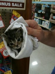 funny ki burrito kitten.jpg