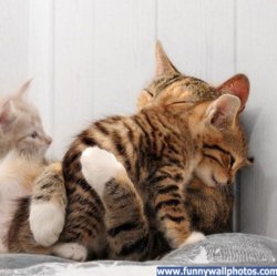 funny hugging-cats.jpg