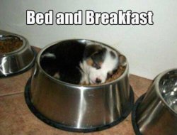 funny bed and breakfast.jpg