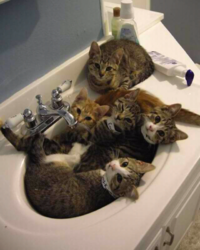 funny a sink of cute.png