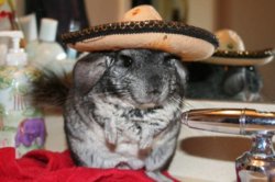 funny chinchilla.jpg