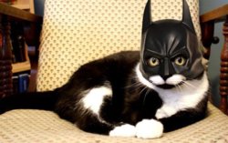 funny ca batcat.jpg