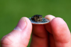 funny real tiny frog.jpg