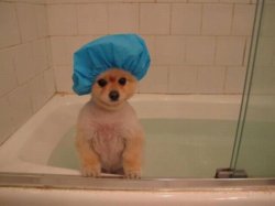 funny pu shower cap.jpg