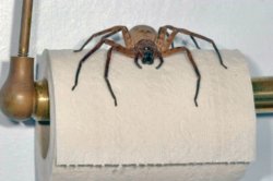 Heteropoda_ZZ279_F2649[1].jpg