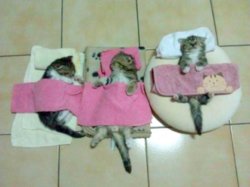 Caturday_Sleep-Over_Img01.jpg