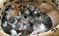 funny ki Basket O kittens.jpg