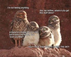 funny owl not feeling it.png