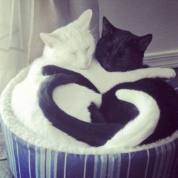 funny ca kitty hearts.jpg