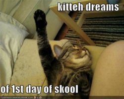 funny-pictures-cat-dreams-first-day-school.jpg