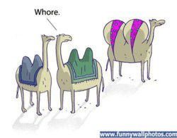 funny camel-ho.jpg