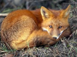 red-fox_679_600x450.jpg