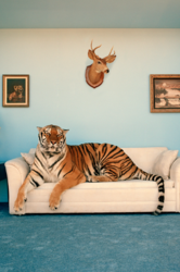 couch tiger.png