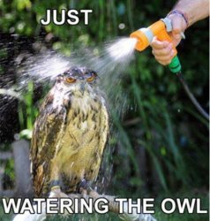 JustWateringTheOwl.jpg