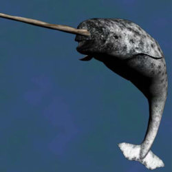 Narwhal.jpg