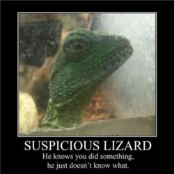 Suspicious_Lizard.jpg